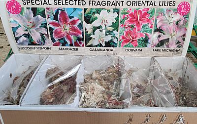 ΛΙΛΙΟΥΜ SPECIAL ΚΑΣΕΤΙΝΑΣ 1ΤΕΜ.