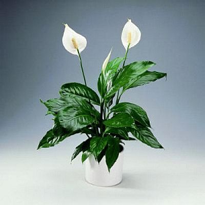 SPATHIPHYLLUM