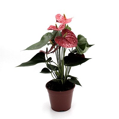 ANTHURIUM