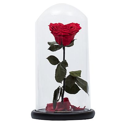 FOREVER ROSES