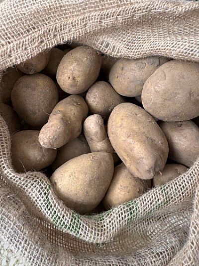 ΠΑΤΑΤΟΣΠΟΡΟΣ SPUNTA 1Kg