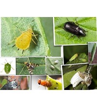  INSECTICIDES