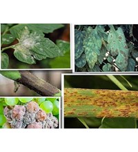 FUNGICIDES