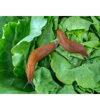 SNAIL KILLERS