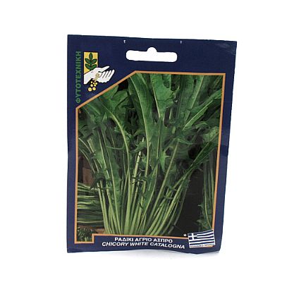 CHICORY WHITE CATALOGNA SEEDS